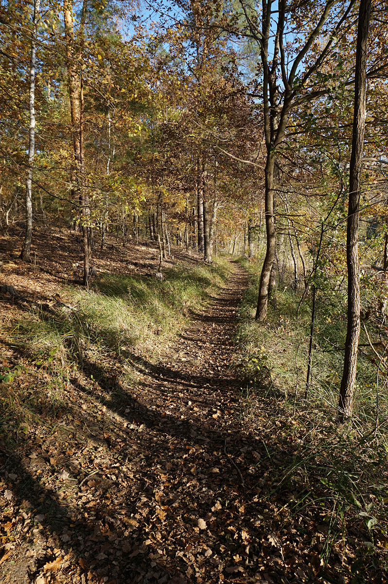 Wanderung um die Heideseen und auf den Wehlaberg bei Köthen